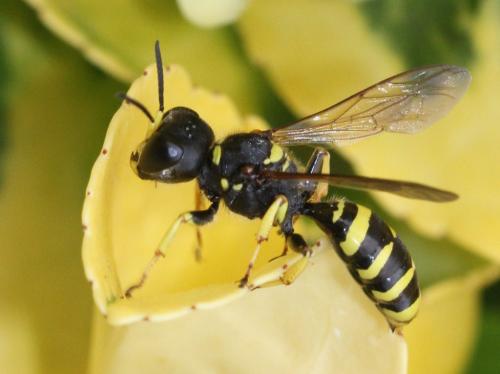 Réf. 286 292 : Ectemnius cephalotes
